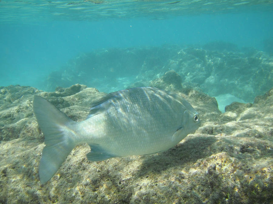 Pacific Chub 1080114.JPG Photograph by Michael Peychich - Fine Art America