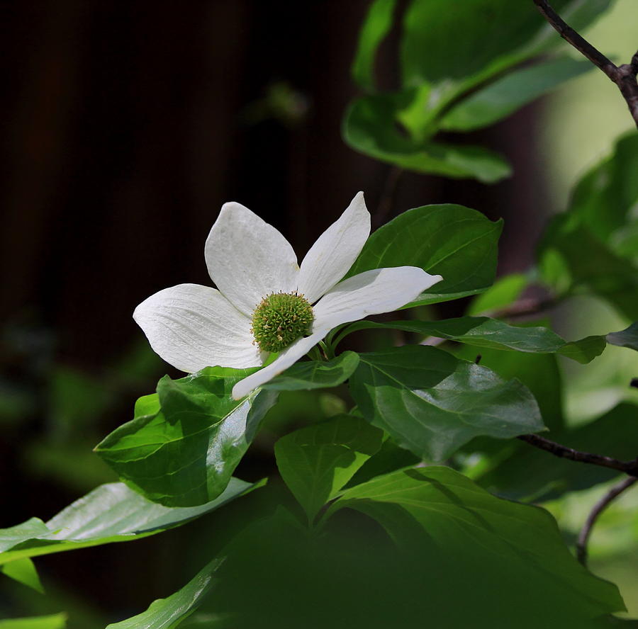 Pacific Dogwood Bloom Photograph by Judith Szantyr