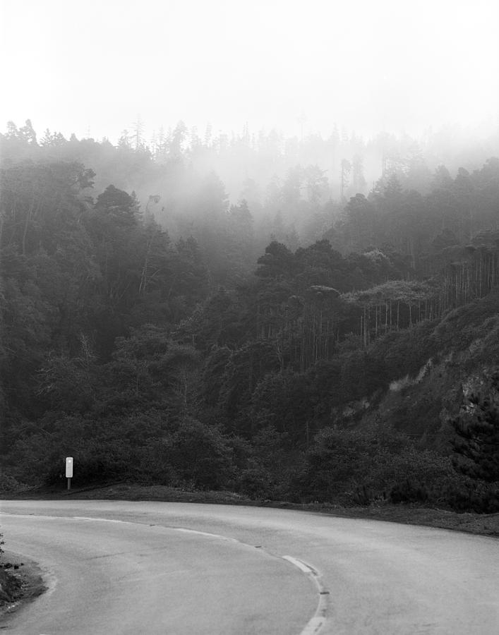 Pacific Forests Photograph by Jan W Faul