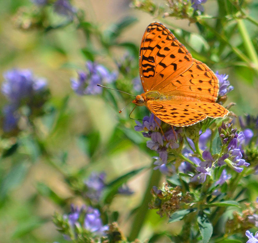 Pacific Fritillary Butterfly Big Bear California Photograph by Charles ...