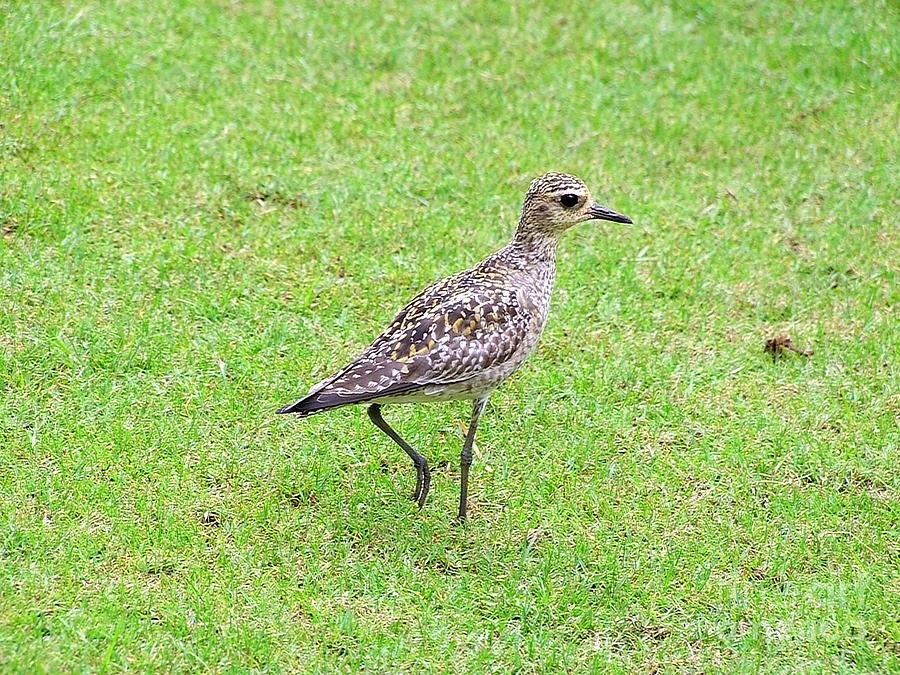 Pacific Golden Plover - 1 Photograph by Mary Deal