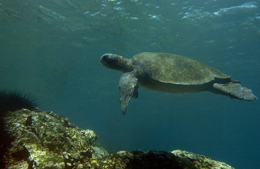 Pacific Green Sea Turtle Chelonia Mydas Photograph by Pete Oxford