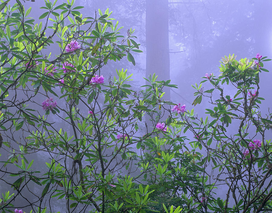 Pacific Rhododendron Flowering In Misty Photograph by Tim Fitzharris