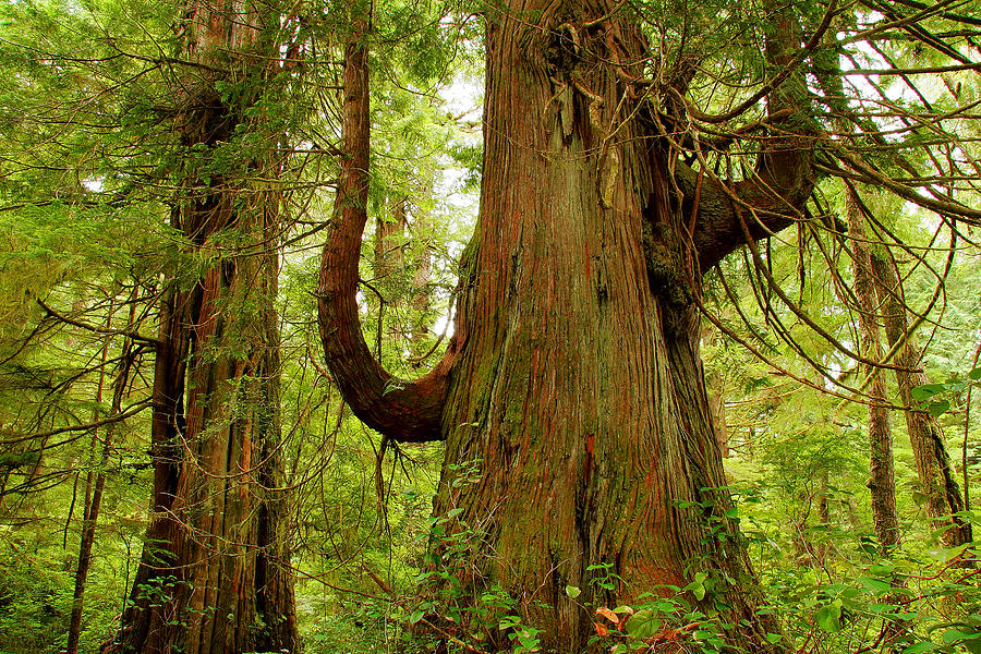 Rainforest Photograph - Pacific Rim Tree II by John Bartosik