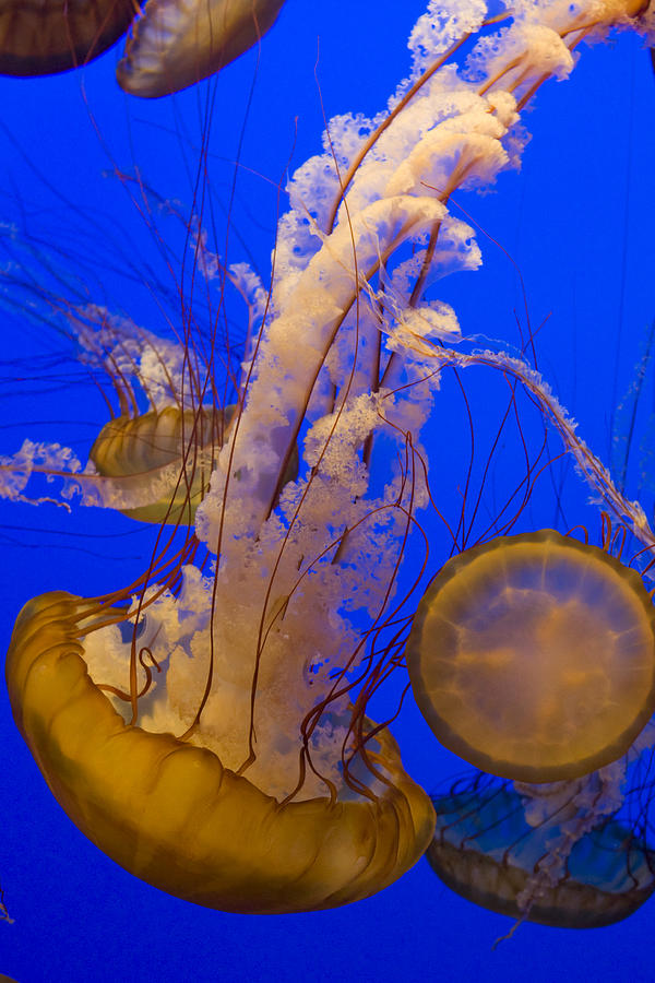 Pacific Sea Nettle Photograph by Suzi Eszterhas