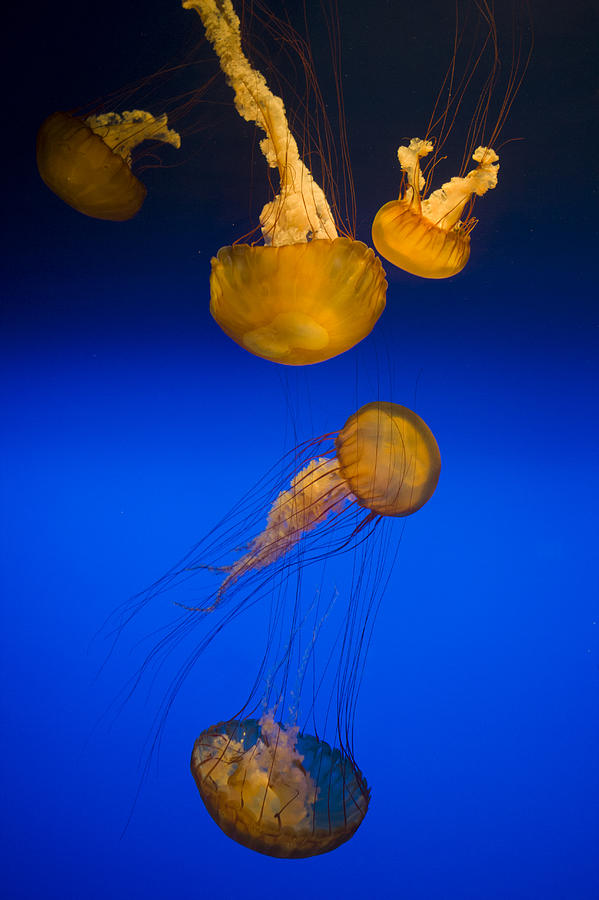 Pacific Sea Nettles California Photograph by Suzi Eszterhas