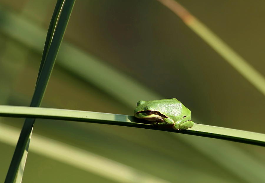 Pacific Tree Frog Photograph by Angie Vogel