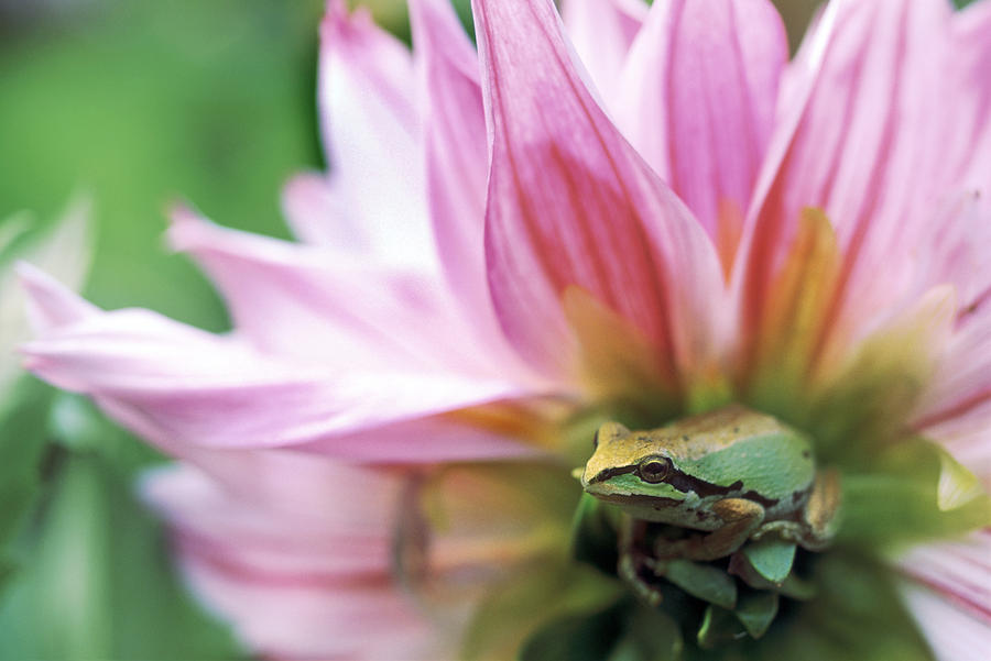 Pacific Tree Frog In A Dahlia Flower Photograph by David Nunuk