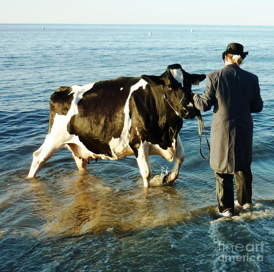 Cow Photograph - Paddling Pool by Therese Alcorn