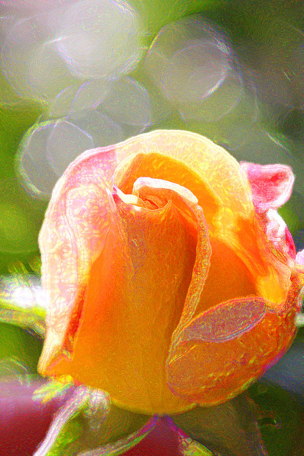 Paint Daub Yellow Rose Photograph by Marie Jamieson