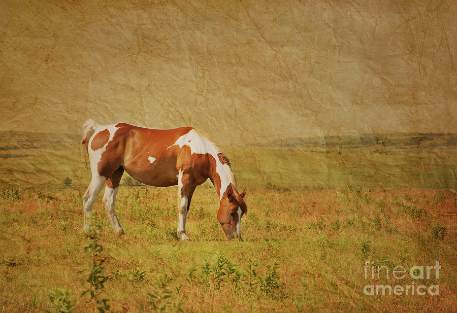 Paint Horse on Prairie Photograph by Sari ONeal
