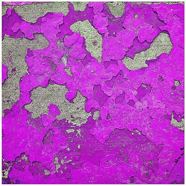 Paint It Purple #purpletuesday Photograph by Rye Basco