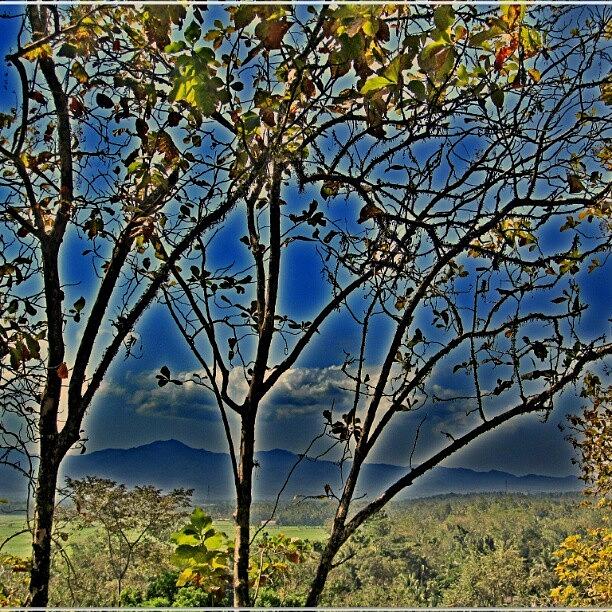 Tree Photograph - Paint Of Nature...
#tree #hills #blue by Ikhwan Akbar