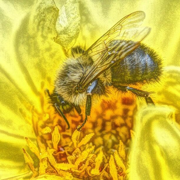 Nature Photograph - Painted Bee by Austin Engel