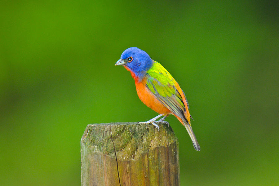 Painted Bunting Photograph by Alan Lenk