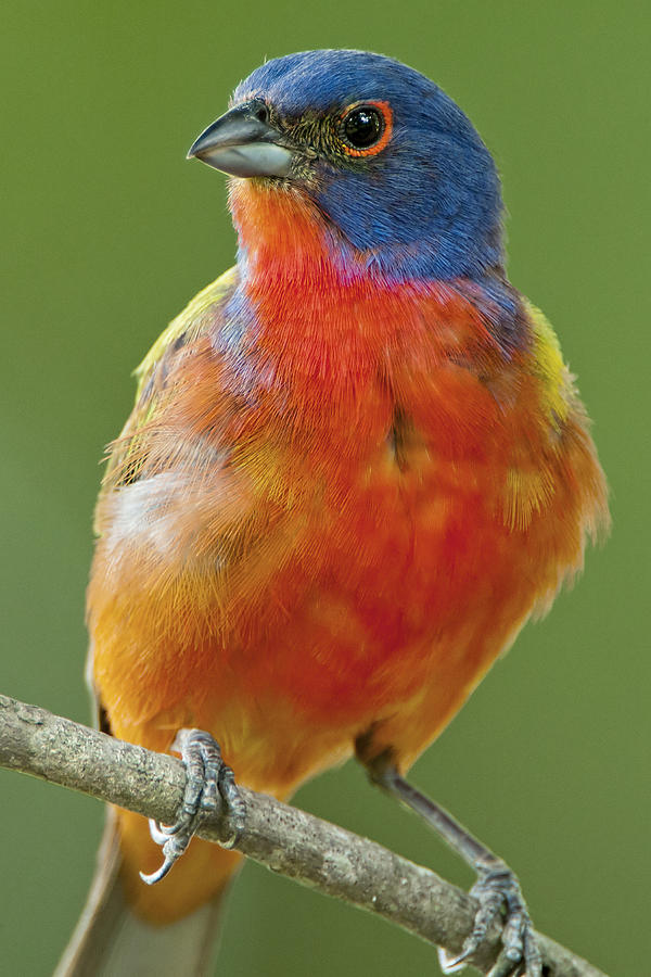 Painted Bunting Close-up Photograph by Bonnie Barry