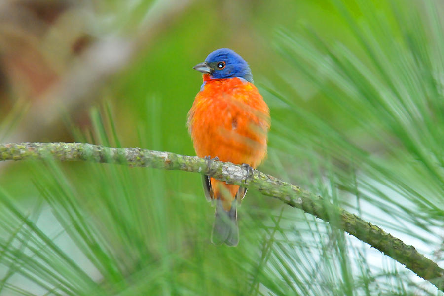 Painted Bunting in Tree Photograph by Alan Lenk
