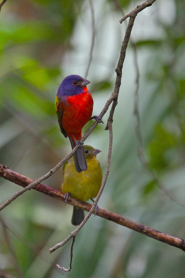 Painted Bunting pair Photograph by Carl Smith Fine Art America
