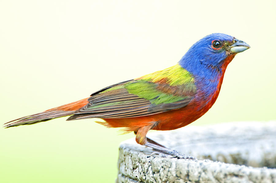 Painted Buntings Visit Photograph by Bonnie Barry