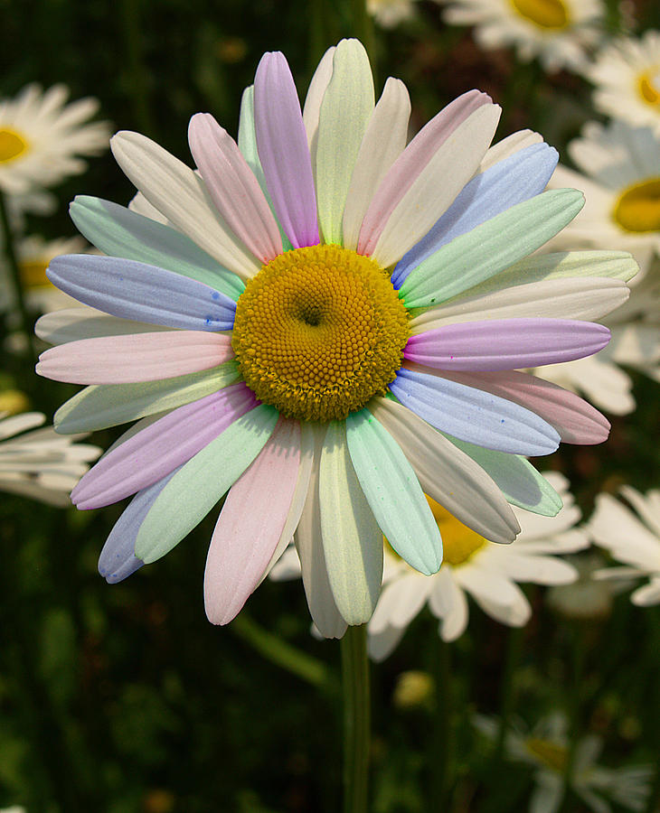 Painted Daisy Photograph By Brian Mollenkopf Fine Art America