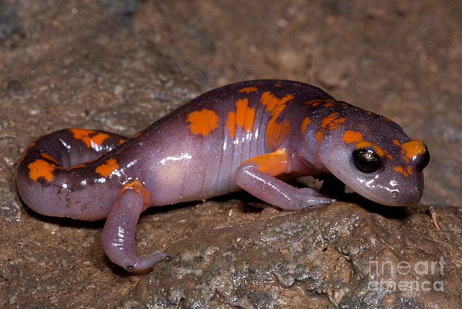 Animal Photograph - Painted Ensatina Salamander by Dant Fenolio