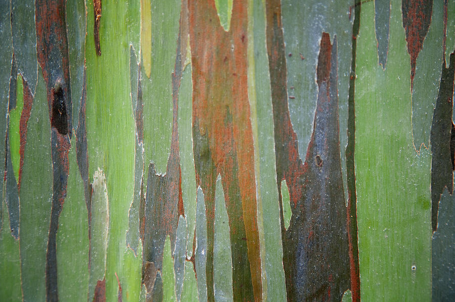 Painted Eucalyptus Tree Bark Photograph by Jenna Szerlag | Fine Art America