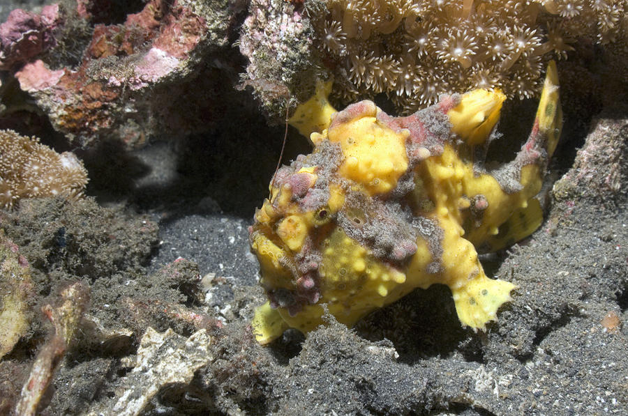 Painted Frogfish Photograph By Georgette Douwma Fine Art America   Painted Frogfish Georgette Douwma 