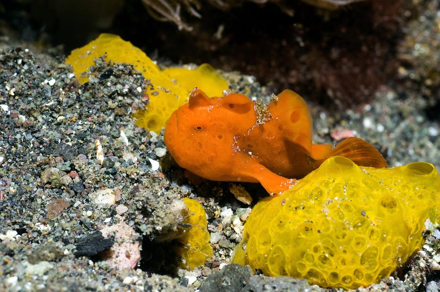 Animal Photograph - Painted Frogfish On Sponges by Georgette Douwma