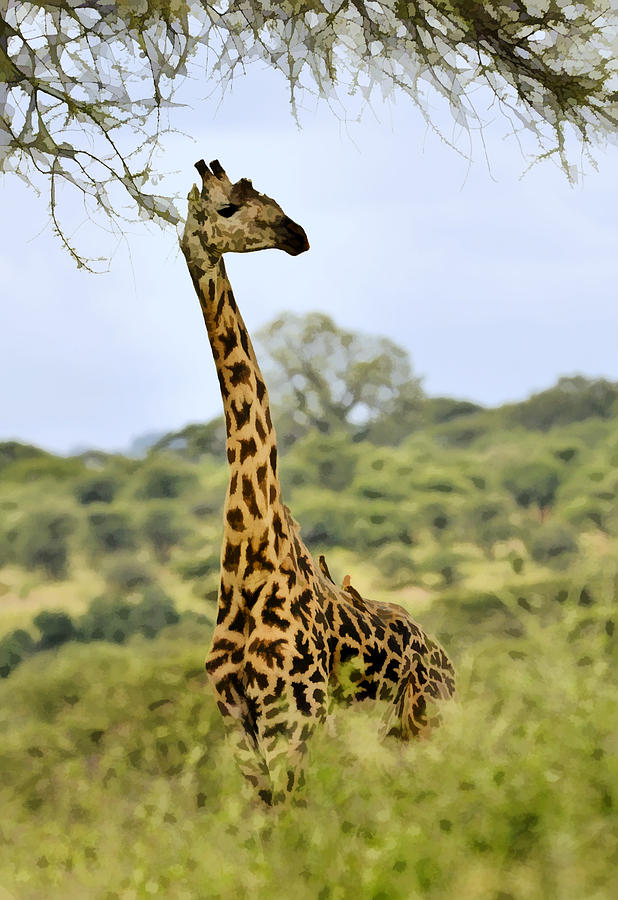 Wildlife Photograph - Painted Giraffe by Jack Daulton