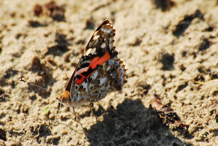 Butterfly Photograph - Painted Lady 8591 3341 by Michael Peychich