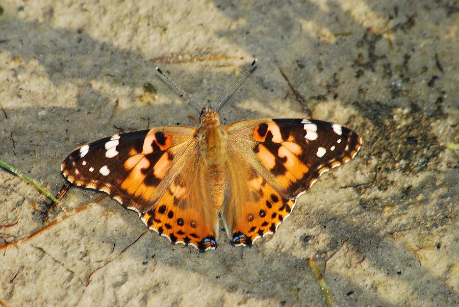 Butterfly Photograph - Painted Lady 8617 3367 by Michael Peychich