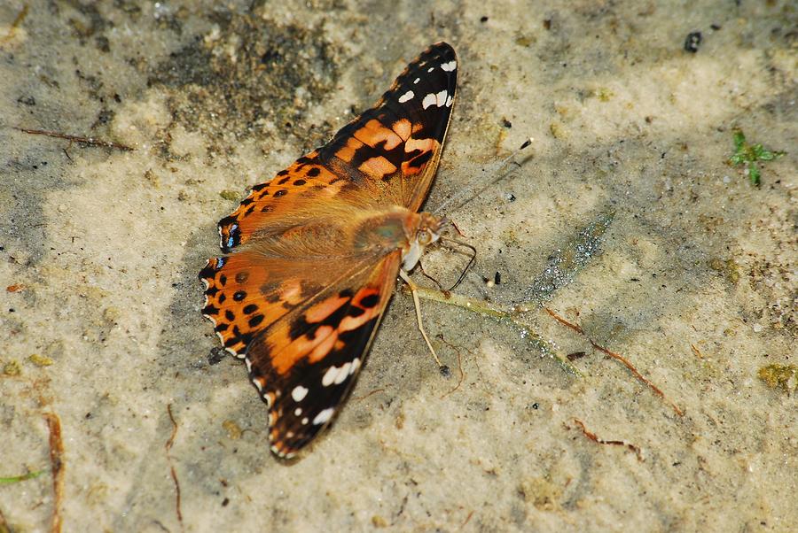 Painted Lady 8620 3370 Photograph by Michael Peychich