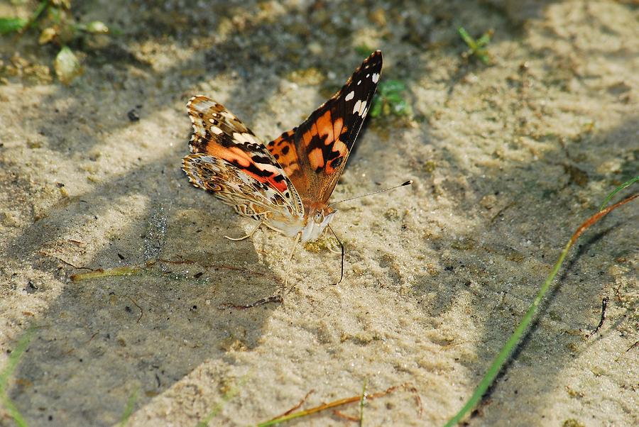 Painted Lady 8622 3372 Photograph by Michael Peychich