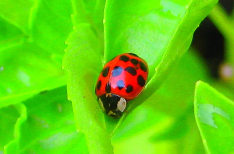 Painted Lady Bug - Nature Photograph by Susan Carella