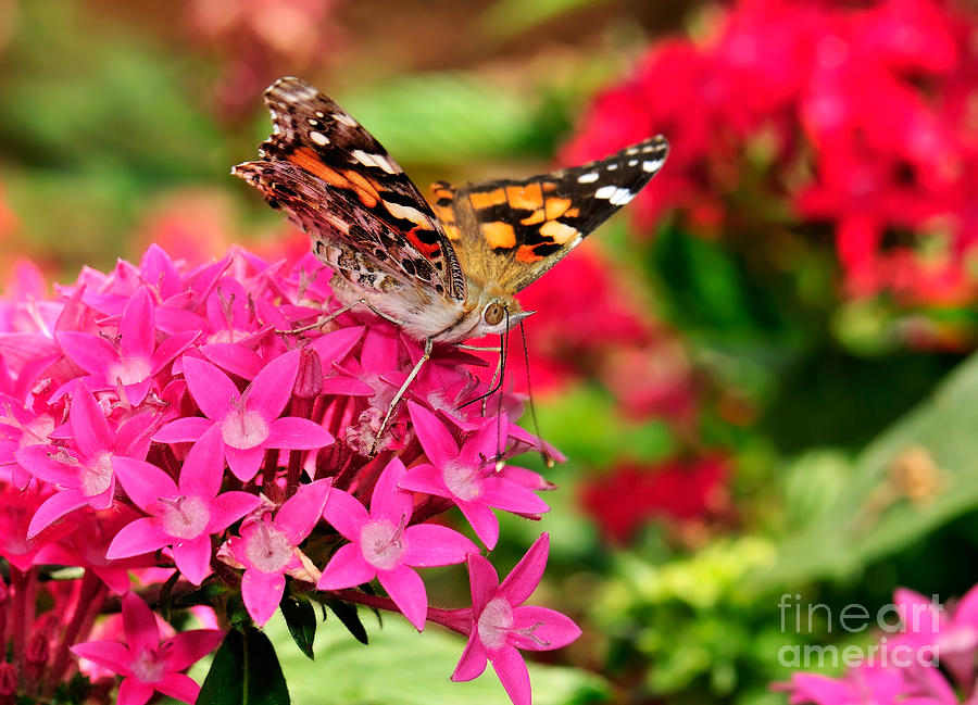 Painted Lady Butterfly Photograph by Betty LaRue