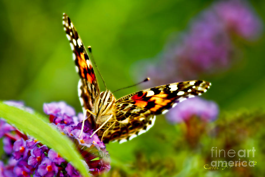 Painted Lady Butterfly  Photograph by Carol F Austin