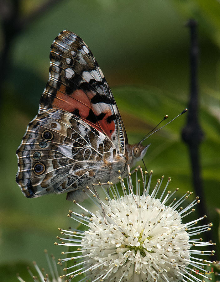 Painted Lady Butterfly DIN049 Photograph by Gerry Gantt