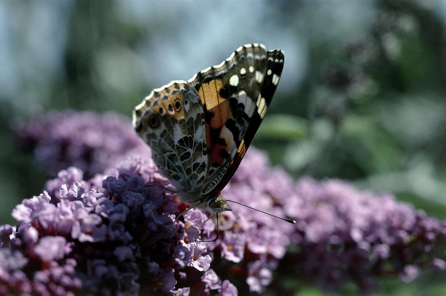 Painted Lady Butterfly Feeding Photograph by Vaughan Fleming | Fine Art ...