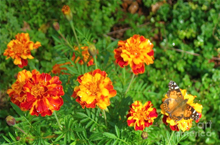 Painted Lady Butterfly in the Marigolds  Photograph by Nancy Patterson