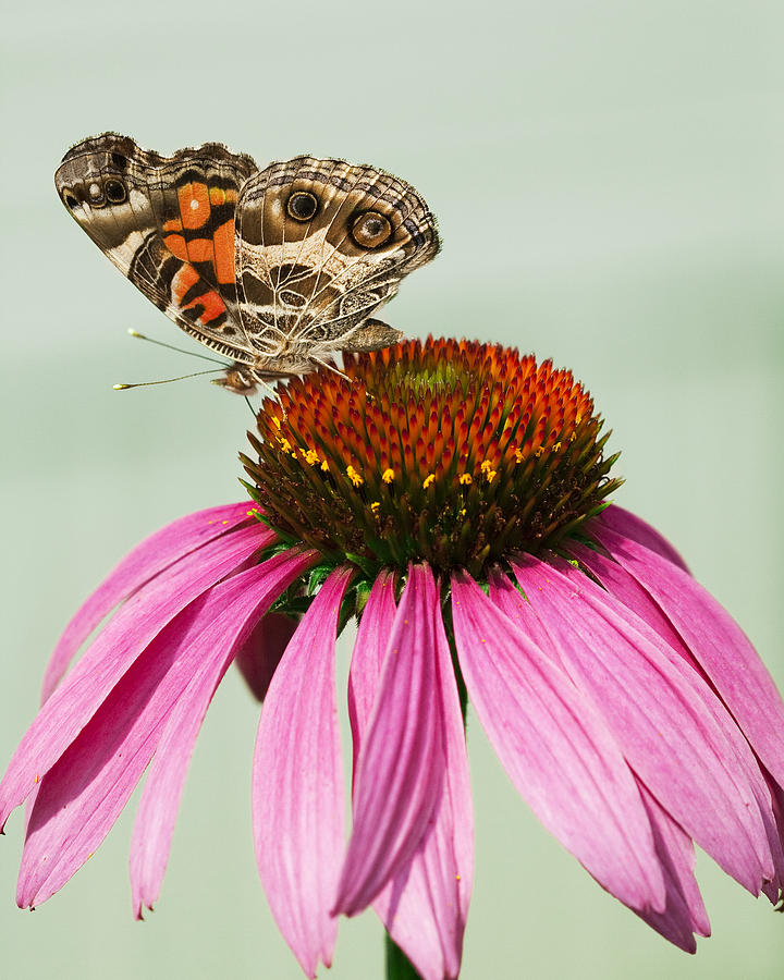 Painted Lady Butterfly Photograph by Kathy Clark