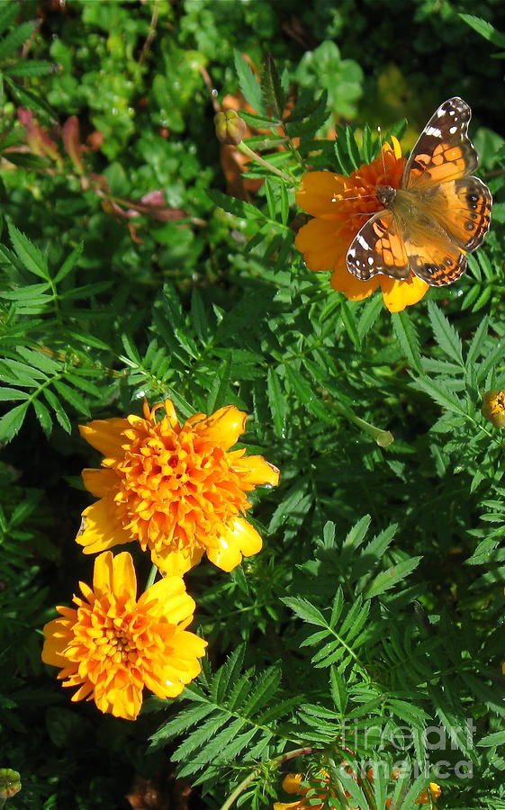 Painted Lady Butterfly Landing in the Marigolds  Photograph by Nancy Patterson