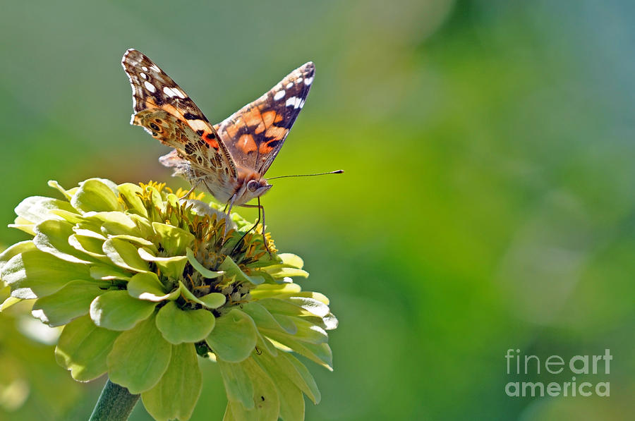 Painted Lady Butterfly Photograph by Laura Mountainspring