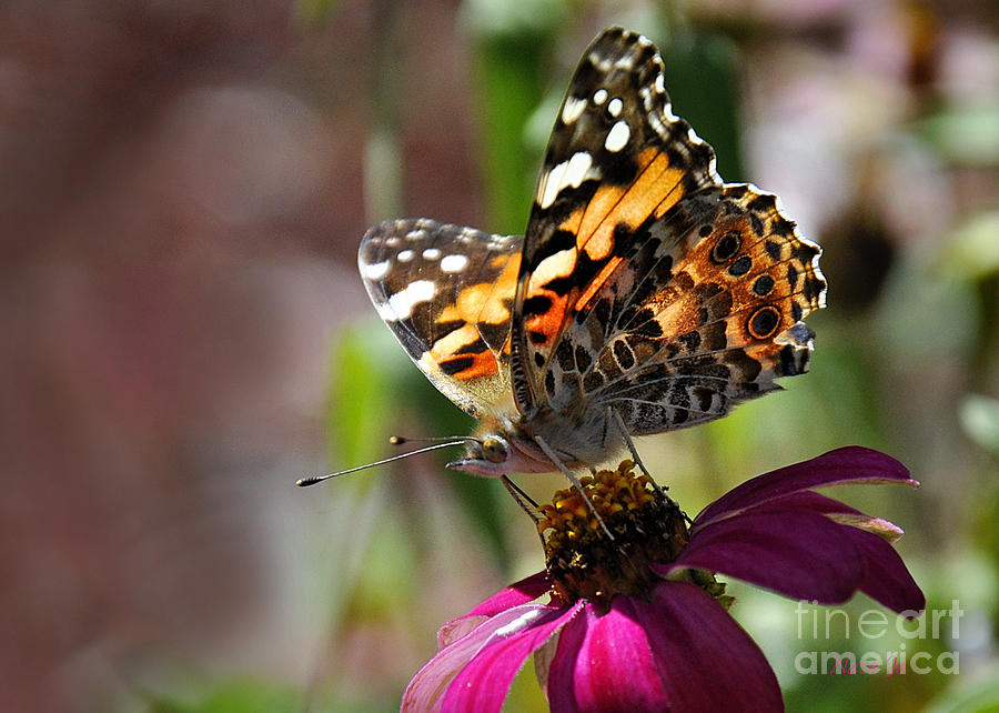 Painted Lady Butterfly Photograph by Nava Thompson