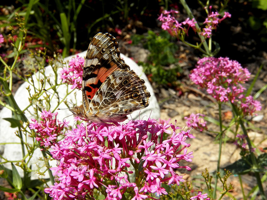 Painted Lady Butterfly of the Spring Photograph by Corinne Elizabeth Cowherd