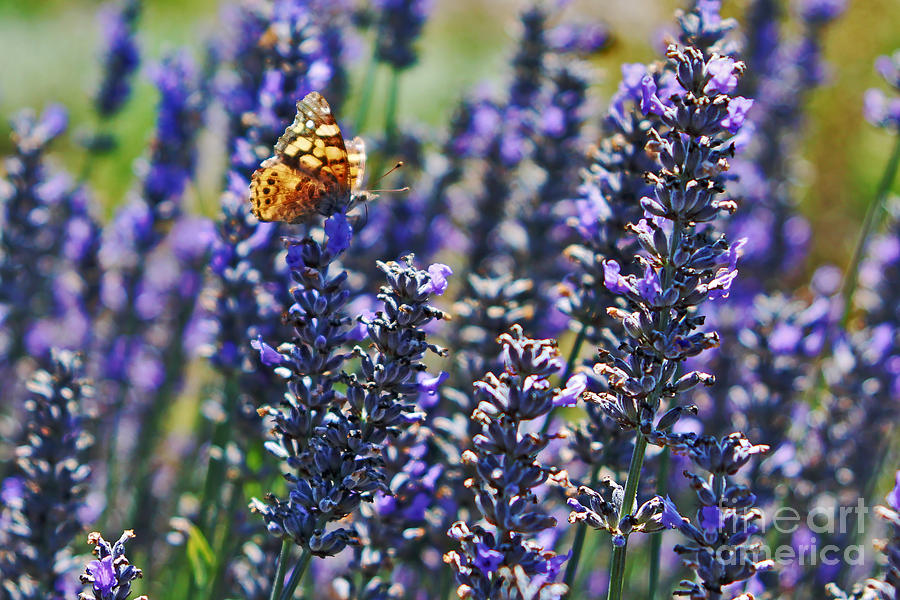 Butterfly Photograph - Painted Lady Butterfly on Lavender Flowers by Paul Topp