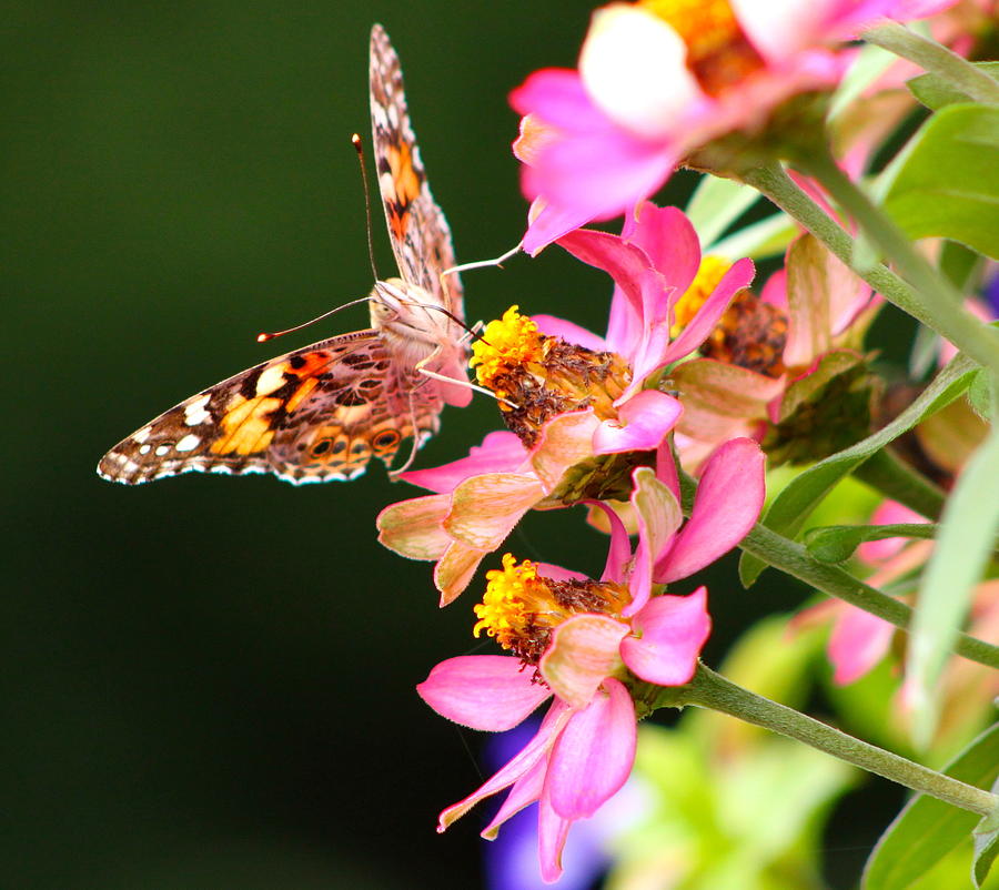Butterfly Photograph - Painted Lady Butterfly by Ruthie Lombardi