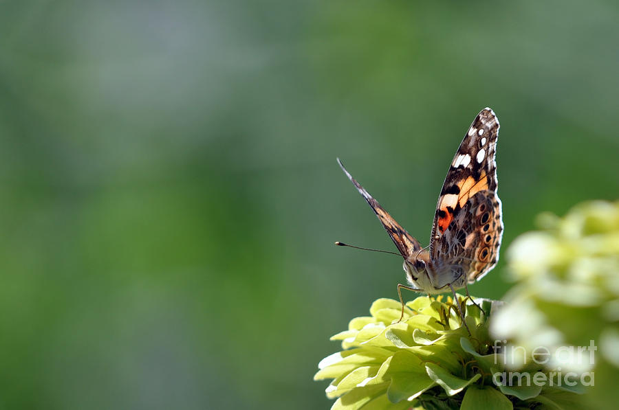 Painted Lady  Photograph by Laura Mountainspring