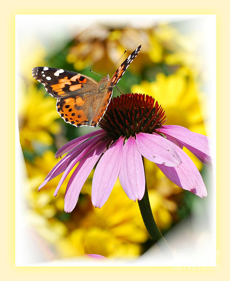 Painted Lady on Coneflower Photograph by Lila Fisher-Wenzel