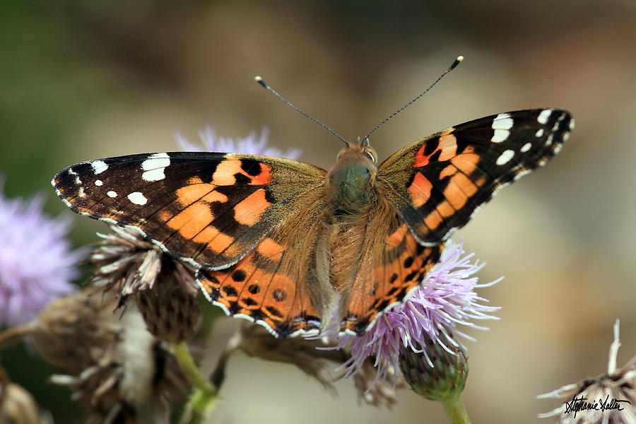 Painted Lady Photograph by Stephanie Salter
