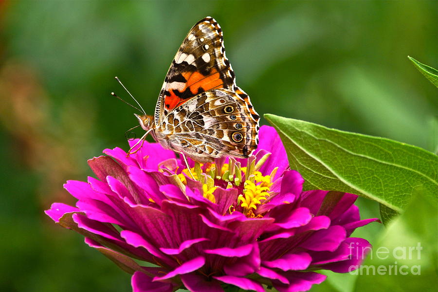 Painted Lady With Zinnia Photograph by Byron Varvarigos